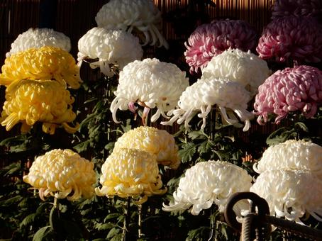 【風景写真】福山菊花展覧会の風景 キク,菊,菊花展の写真素材