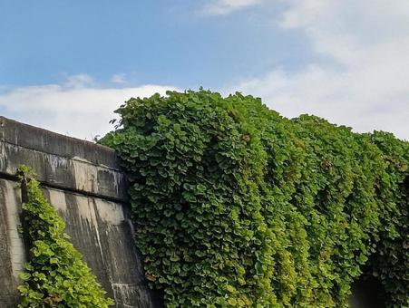 青空の下に広がるグリーンカーテン 蔦の壁,自然の力,つる植物の写真素材