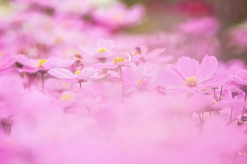 コスモス(66) 花,コスモス,アキザクラの写真素材