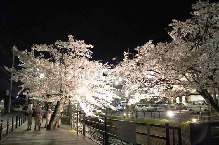 ライトアップされた夜桜 桜,夜,ライトアップの写真素材