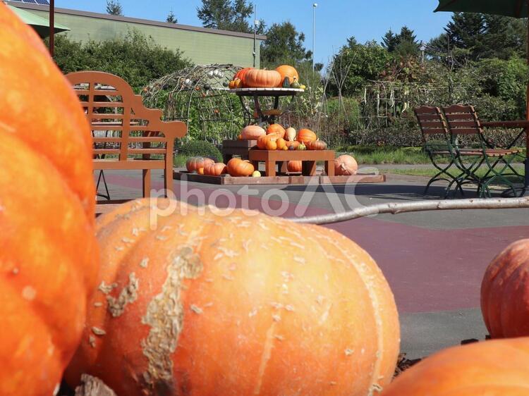 かぼちゃ越しのかぼちゃ ハロウィン,カボチャ,秋の写真素材