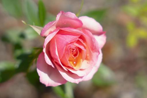 花 バラ ピンク 花 バラ ピンクの写真