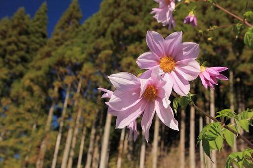青空の下で咲く皇帝ダリア 皇帝ダリア,コウテイダリア,花の写真素材