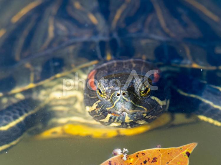 泳ぐアカミミガメ・ミドリガメのアップ アカミミガメ,ミドリガメ,カメの写真素材
