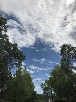 空と木(縦) 空と木(縦)の写真
