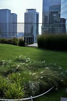 都会のビルの屋上で突風に薙ぎ倒される草 都会,草,たなびくの写真素材