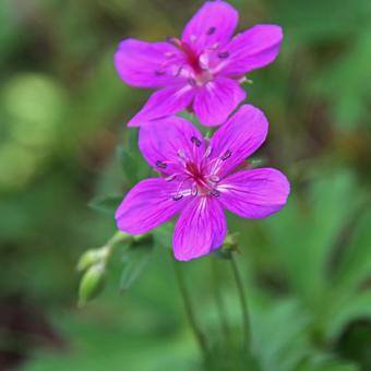 アサマフウロ アサマフウロ アサマフウロ,浅間風露,線裂老鸛草の写真素材