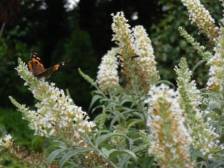 Photo, butterfly, flower, feathers, 