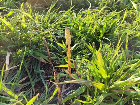 つくし つくし つくし,畑,草むらの写真素材