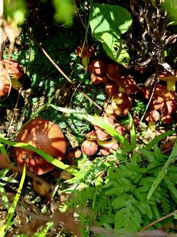 キノコ　奄美 キノコ,奄美,奄美大島の写真素材