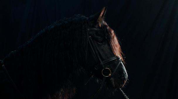 佇む黒馬の横顔 佇む黒馬の横顔 馬,馬の顔,アップの写真素材