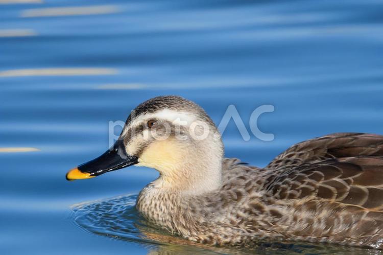 青い水面に浮かぶカルガモ カルガモ,水鳥,青の写真素材