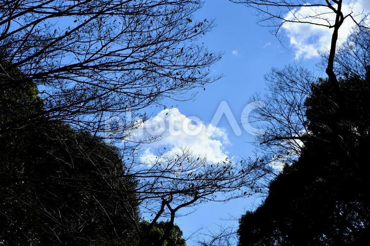 冬の上野公園の風景５ コピースペース,テクスチャ,上野の写真素材