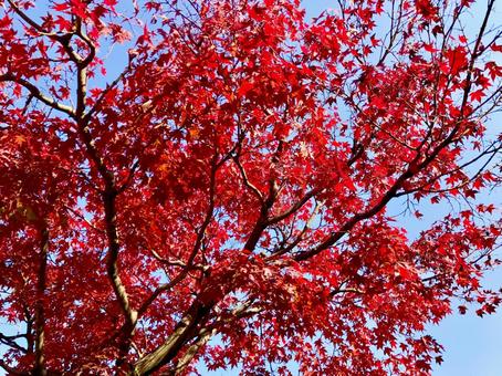 もみじ もみじ もみじ,紅葉,秋の写真素材