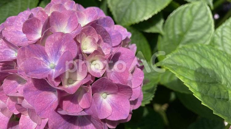 紫色のアジサイ 紫陽花,花,梅雨の写真素材