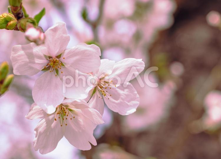 ソメイヨシノ桜ｰ9 ソメイヨシノ,さくら,桜の写真素材