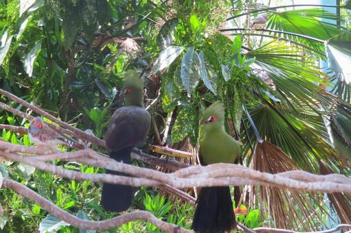 ギニアエボシドリ ギニアエボシドリ エボシドリ,鳥,動物の写真素材