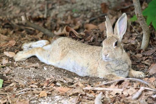 Photo, rabbit, hare, okunoshima, 