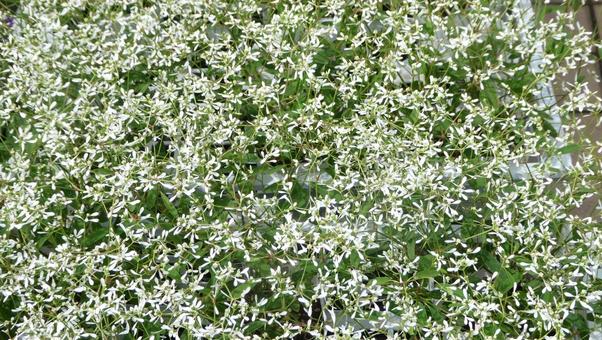 Photo, flower, euphorbia, diamond frost, 