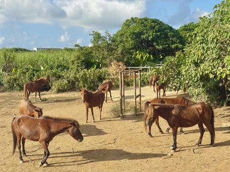 放牧中の宮古馬の群れ ウマ,宮古馬,馬の写真素材