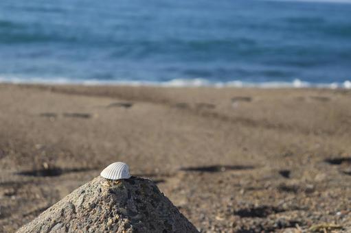 海と貝殻 海,ビーチ,自然の写真素材