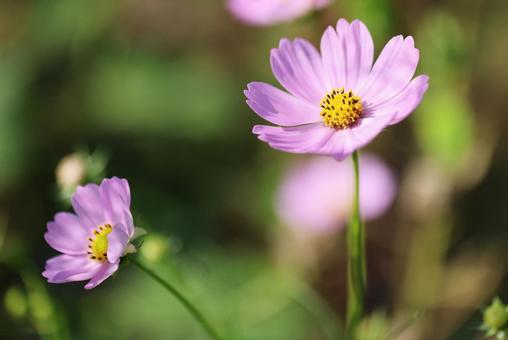 コスモス2の写真