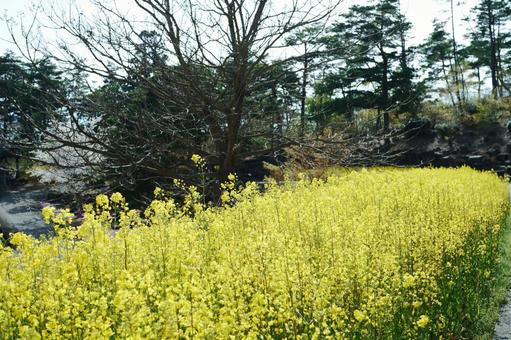たくさんの菜の花 たくさんの菜の花の写真