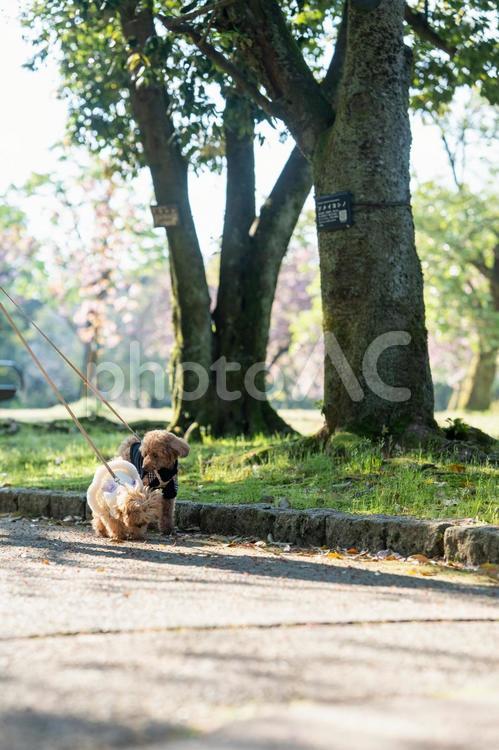 春の公園で散歩するトイプードル トイプードル,トイプー,パピーの写真素材