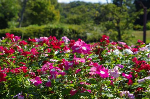 花畑 花畑の写真