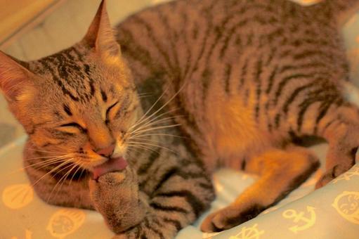 リラックスする猫 リラックスする猫の写真