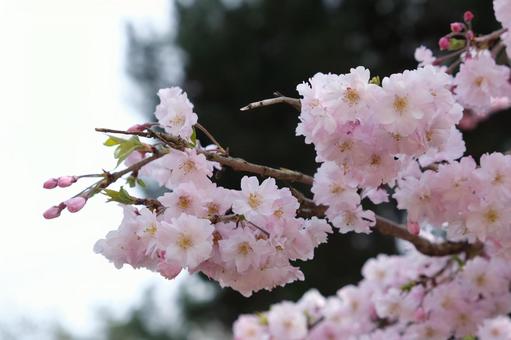 枝垂れ桜 枝垂れ桜の写真