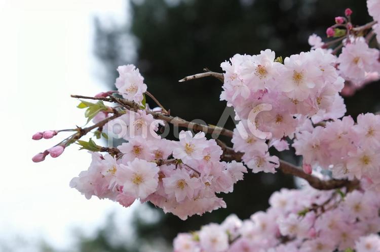 枝垂れ桜 枝垂れ桜,桜,さくらの写真素材