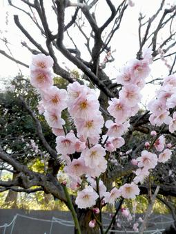 郊外の公園内に咲くサクラの花 サクラ,花,植物の写真素材