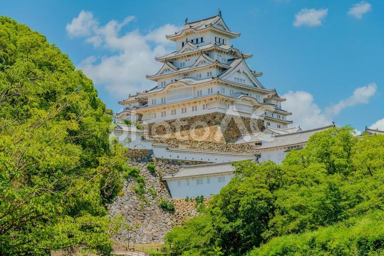 新緑に映える姫路城天守 歴史,姫路城,白鷺城の写真素材