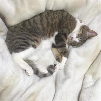 眠る猫 眠る猫の写真