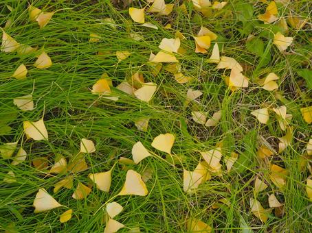 足元の銀杏 銀杏,イチョウ,落ち葉の写真素材