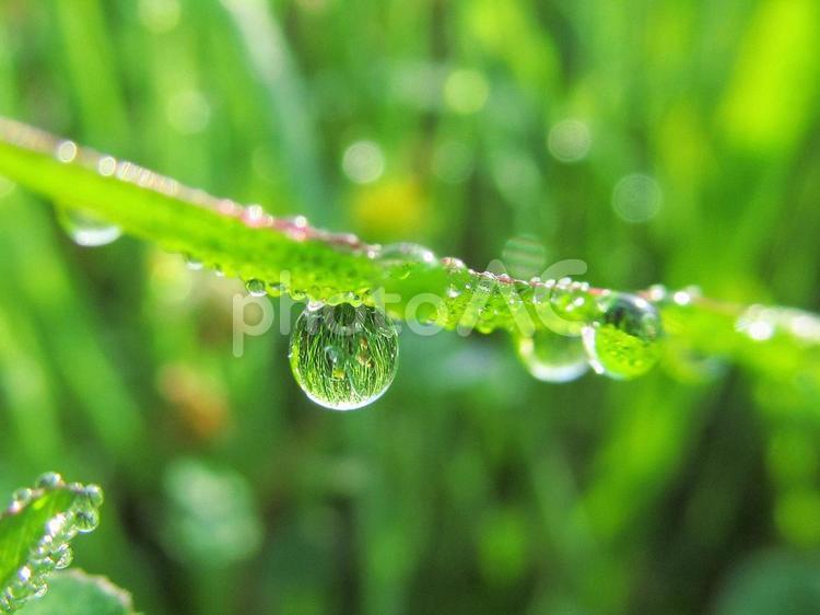 水滴と緑の葉と朝の光 水滴,すいてき,waterの写真素材
