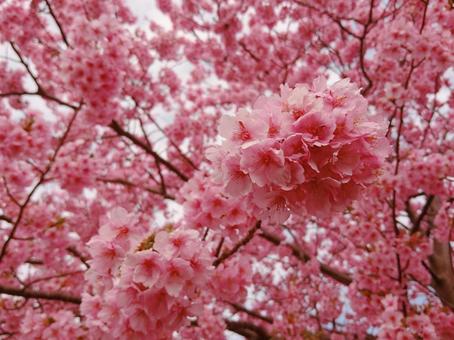 満開の桜 満開の桜の写真