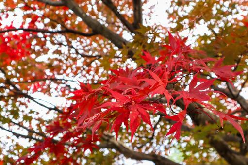 紅葉シーズン 紅葉,もみじ,秋の写真素材