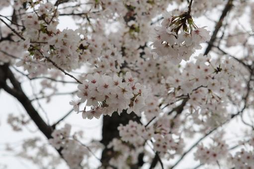 桜 桜の写真