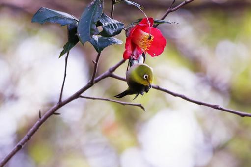赤い椿の花とメジロ 鳥,メジロ,花の写真素材