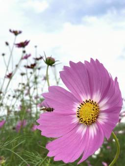 秋の日に咲きほこるコスモスの花とハチの写真