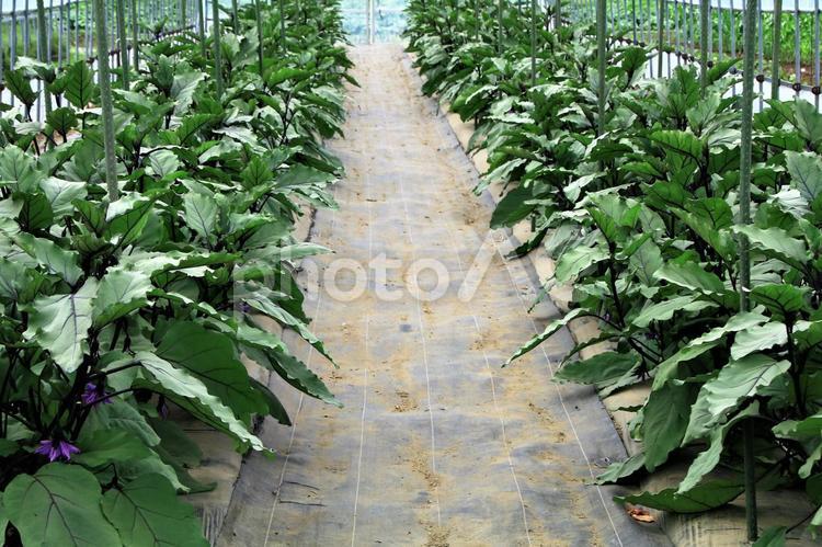 農家さんの大切　畑 農家,野菜,ナスの写真素材