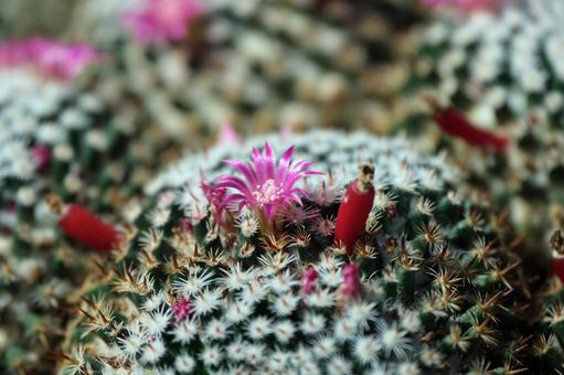 マミラリア「大福丸」の花 マミラリア「大福丸」の花 マミラリア,サボテン,仙人掌の写真素材