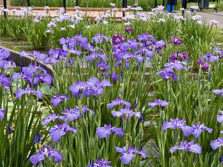堀切菖蒲園 曇り空の下咲き誇る花菖蒲 堀切菖蒲園 曇り空の下咲き誇る花菖蒲 癒し,壁紙,花畑の写真素材