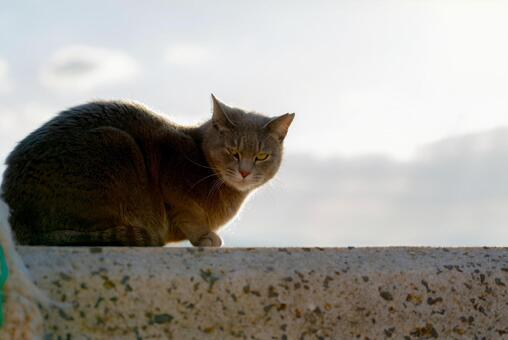 逆光に佇むグレー猫 猫,ネコ,グレー猫の写真素材