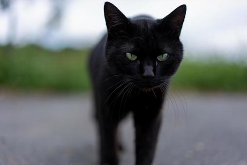 神秘的な緑の瞳の黒猫 猫,黒猫,キャットの写真素材