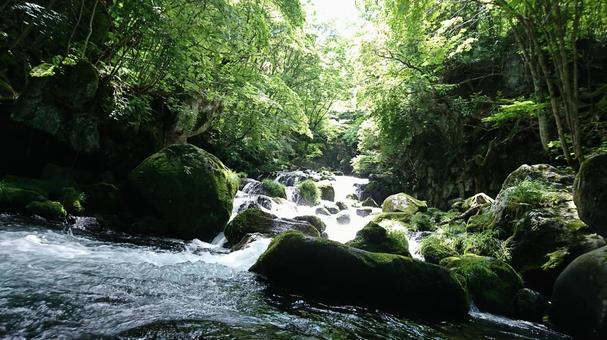 緑の自然 緑の自然 木,葉,自然の写真素材