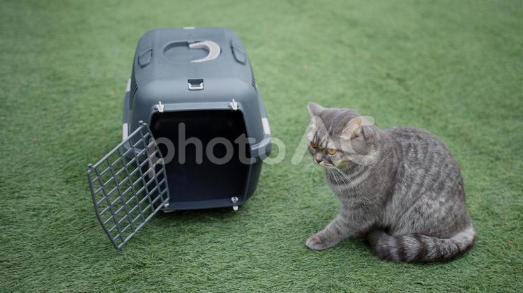 ゲージの横に座る猫 ブリティッシュショートヘア,猫,開けるの写真素材