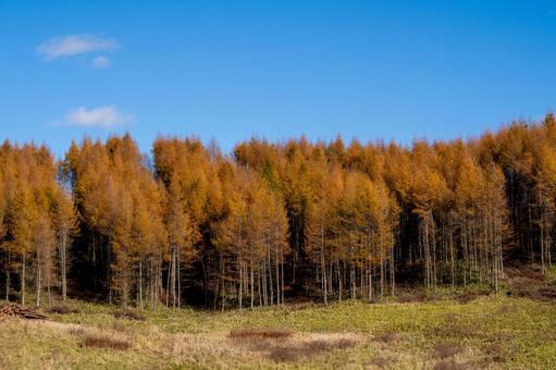 晩秋の光をまとうカラマツの静かな情景 紅葉,カラマツ林,白い雲の写真素材